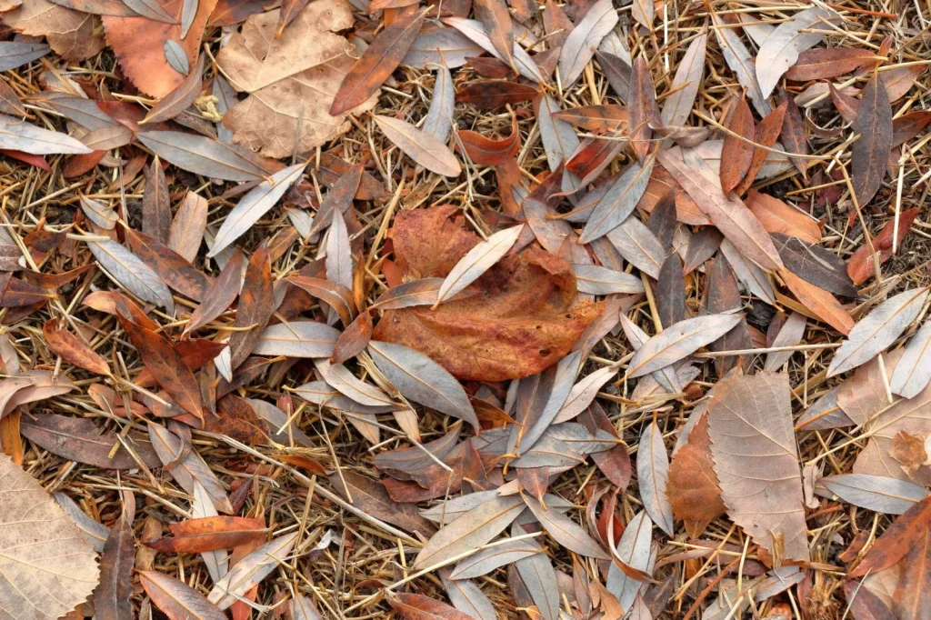 Fallen autumn leaves scattered across a closed swimming pool cover